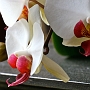Macro orchidee